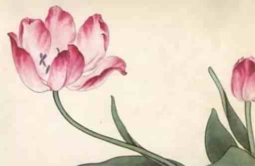 什么八字的人桃花运好，八字哪个桃花最漂亮什么八字桃花最旺盛