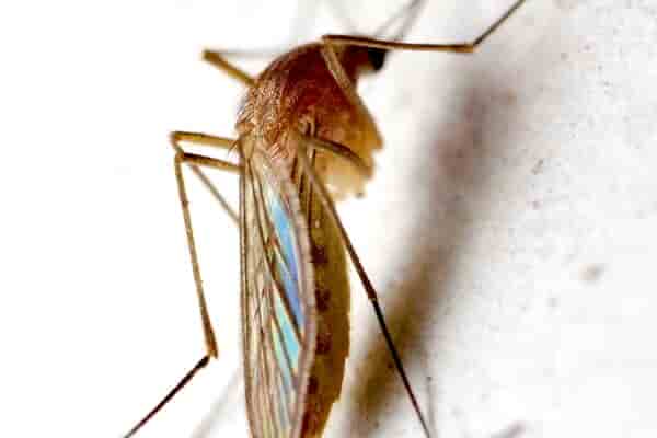 蚊子喜欢什么血型 蚊爱的类型