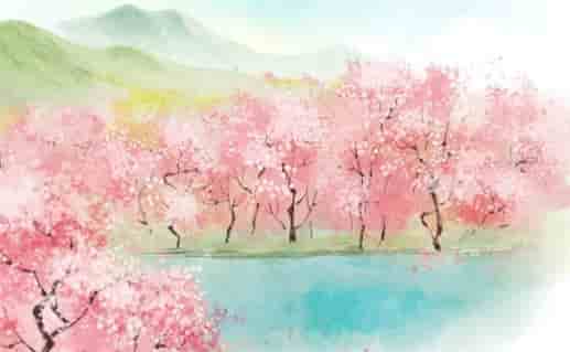 癸卯年是桃花年吗 流年癸卯是什么桃花
