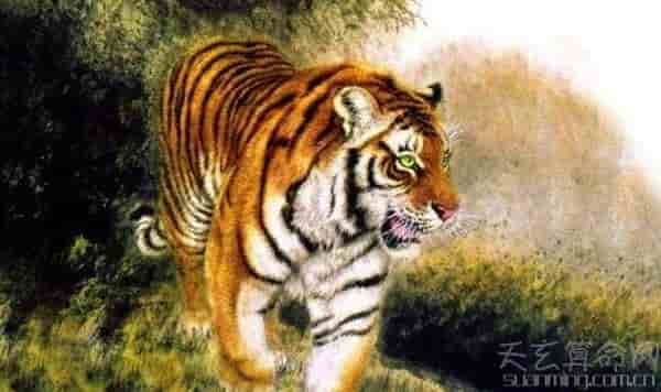 生肖虎熊猫型血的性格特点 积极和消极并存的双重性格