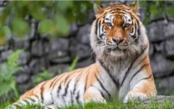 生肖虎熊猫型血的性格特点  积极和消极并存的双重性格