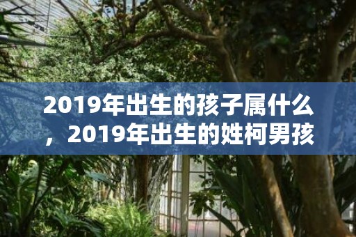 2019年出生的孩子属什么，2019年出生的姓柯男孩如何起名，宜用什么字