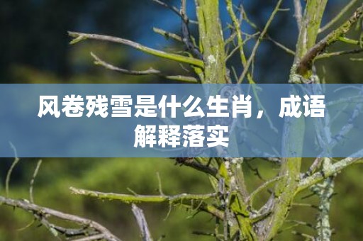 风卷残雪是什么生肖，成语解释落实