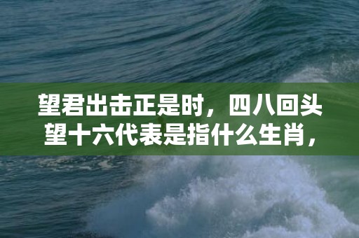 望君出击正是时，四八回头望十六代表是指什么生肖，成语解释落实