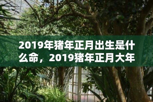 2019年猪年正月出生是什么命，2019猪年正月大年初一女孩五行缺火起名大全