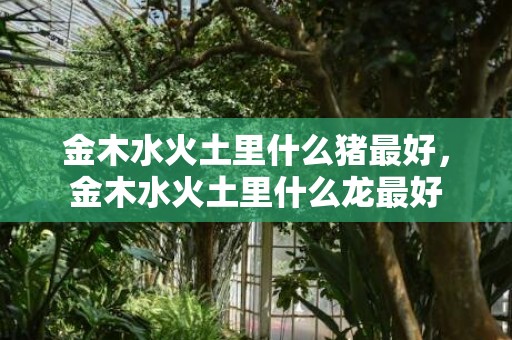 金木水火土里什么猪最好，金木水火土里什么龙最好