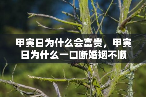 甲寅日为什么会富贵，甲寅日为什么一口断婚姻不顺