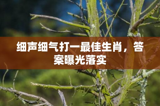 细声细气打一最佳生肖，答案曝光落实