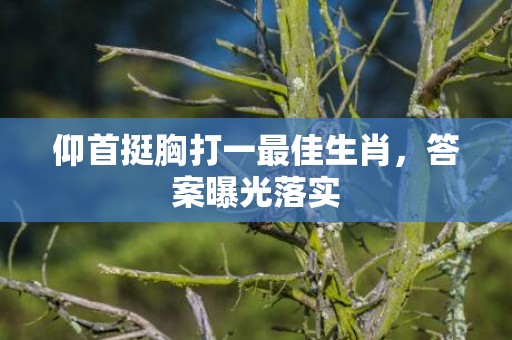 仰首挺胸打一最佳生肖，答案曝光落实