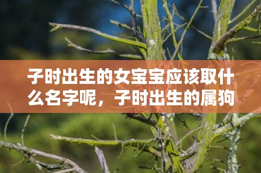子时出生的女宝宝应该取什么名字呢，子时出生的属狗人命运