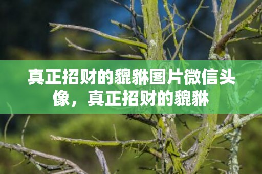 真正招财的貔貅图片微信头像，真正招财的貔貅