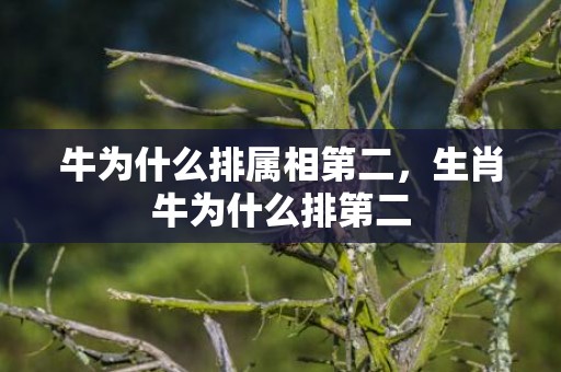 牛为什么排属相第二，生肖牛为什么排第二