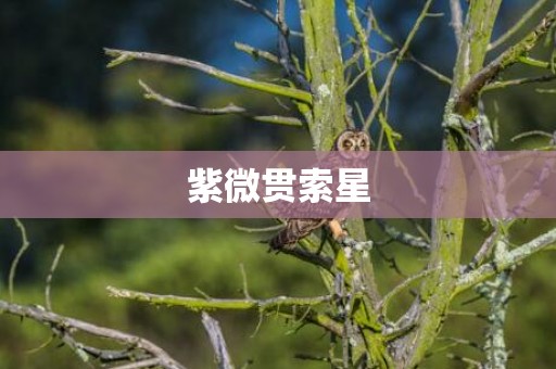 紫微贯索星