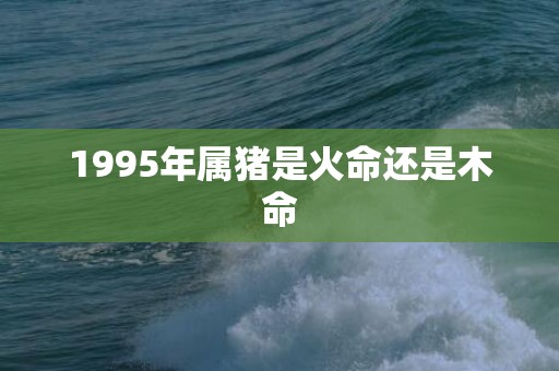 1995年属猪是火命还是木命