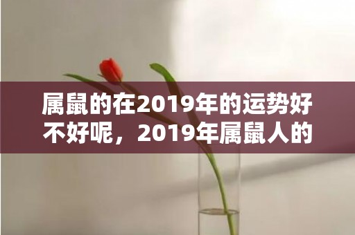 属鼠的在2019年的运势好不好呢，2019年属鼠人的运势如何？属鼠人2019年一月的运势好吗？