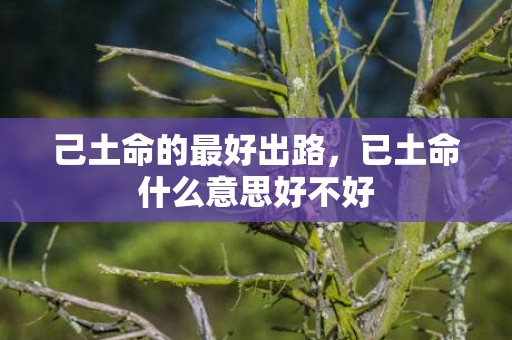己土命的最好出路，已土命什么意思好不好