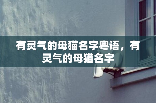 有灵气的母猫名字粤语，有灵气的母猫名字