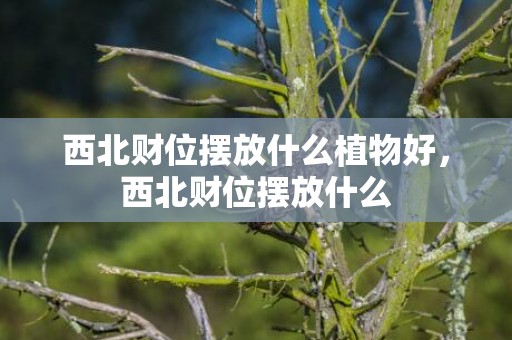 西北财位摆放什么植物好，西北财位摆放什么