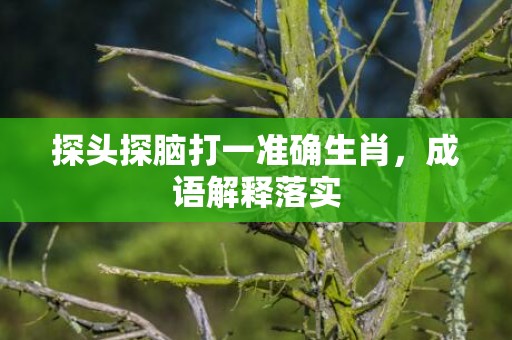 探头探脑打一准确生肖，成语解释落实