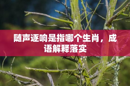 随声逐响是指哪个生肖，成语解释落实