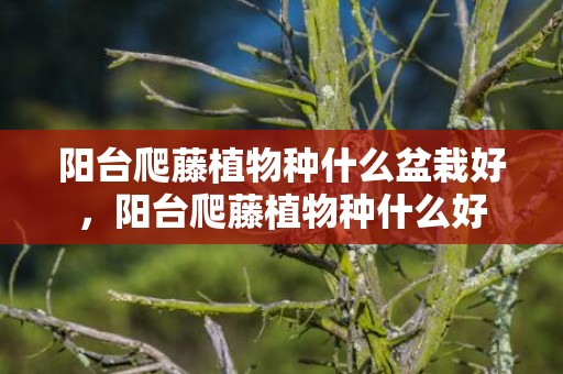 阳台爬藤植物种什么盆栽好，阳台爬藤植物种什么好
