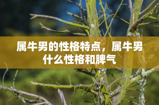 属牛男的性格特点，属牛男什么性格和脾气