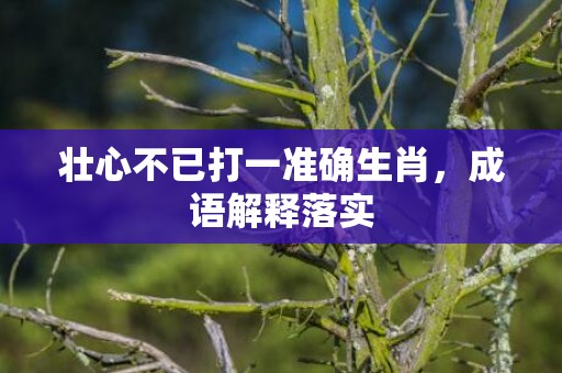 壮心不已打一准确生肖，成语解释落实