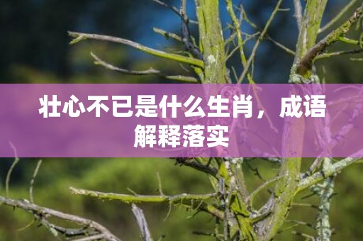 壮心不已是什么生肖，成语解释落实