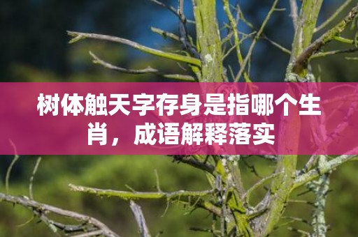 树体触天字存身是指哪个生肖，成语解释落实