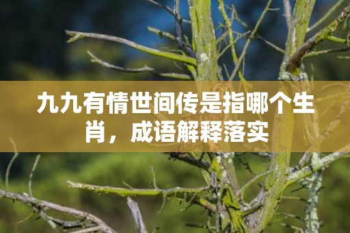 九九有情世间传是指哪个生肖，成语解释落实