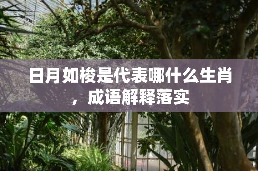 日月如梭是代表哪什么生肖，成语解释落实