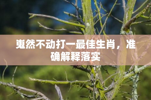 嵬然不动打一最佳生肖，准确解释落实