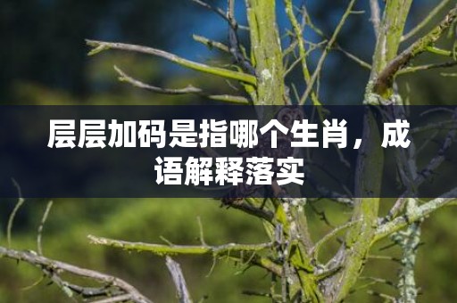 层层加码是指哪个生肖，成语解释落实