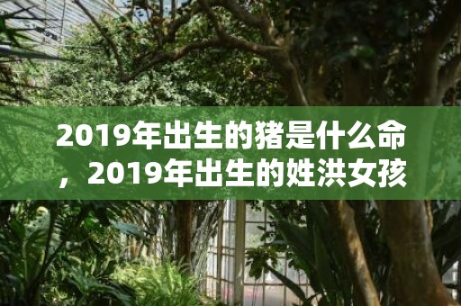 2019年出生的猪是什么命，2019年出生的姓洪女孩如何起名，宜用什么字