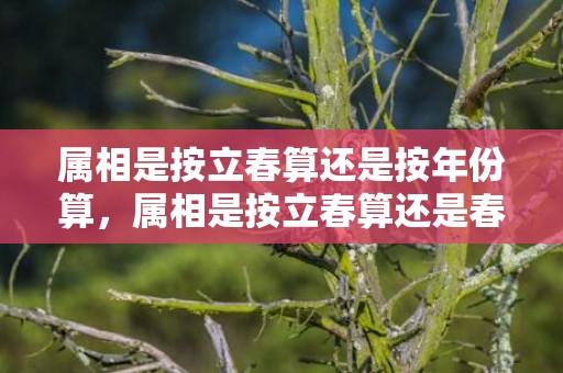 属相是按立春算还是按年份算，属相是按立春算还是春节算