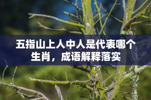 五指山上人中人是代表哪个生肖，成语解释落实