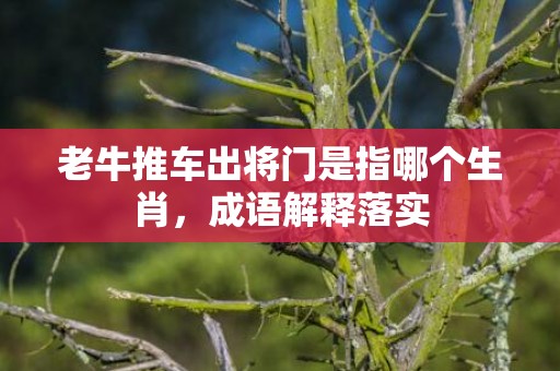老牛推车出将门是指哪个生肖，成语解释落实