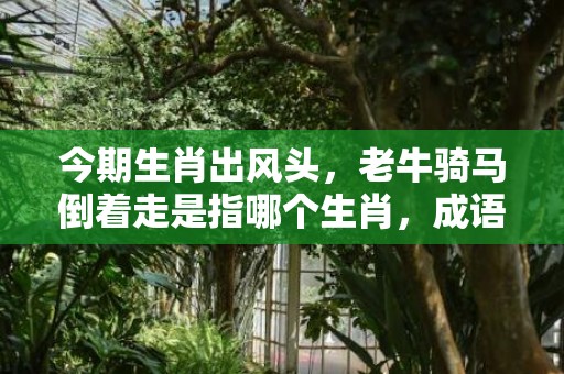 今期生肖出风头，老牛骑马倒着走是指哪个生肖，成语落实解释