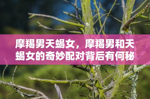 摩羯男天蝎女，摩羯男和天蝎女的奇妙配对背后有何秘密？