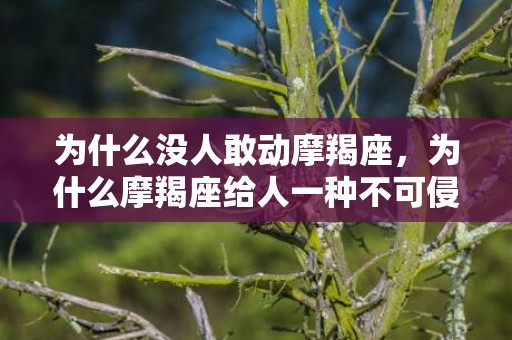 为什么没人敢动摩羯座，为什么摩羯座给人一种不可侵犯的感觉?