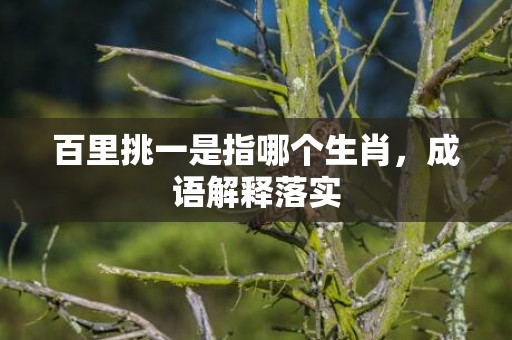 百里挑一是指哪个生肖，成语解释落实