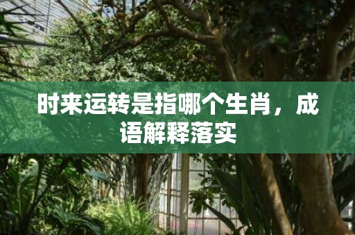 时来运转是指哪个生肖，成语解释落实