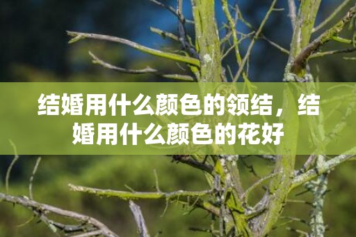 结婚用什么颜色的领结，结婚用什么颜色的花好