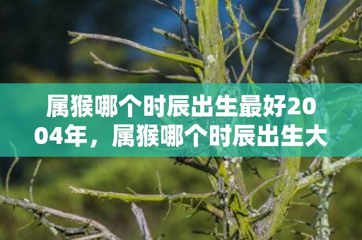 属猴哪个时辰出生最好2004年，属猴哪个时辰出生大富大贵