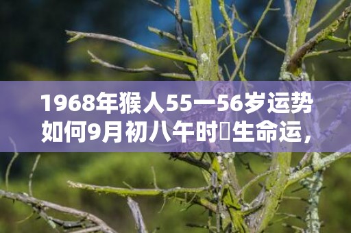 1968年猴人55一56岁运势如何9月初八午时岀生命运，1968年猴人55