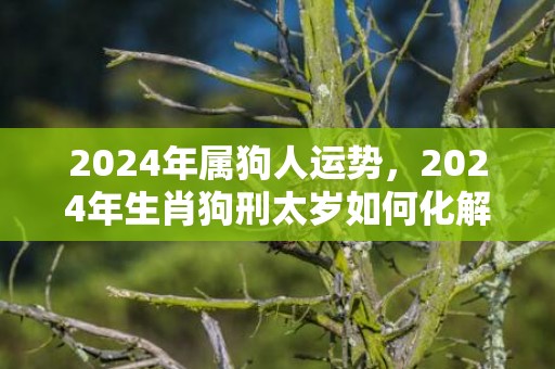2024年属狗人运势，2024年生肖狗刑太岁如何化解
