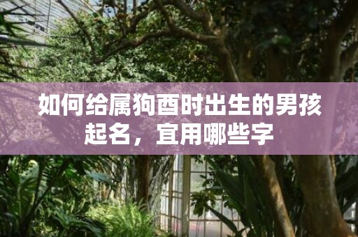 如何给属狗酉时出生的男孩起名，宜用哪些字