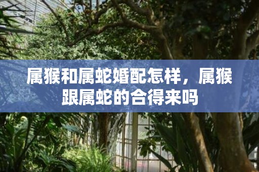 属猴和属蛇婚配怎样，属猴跟属蛇的合得来吗