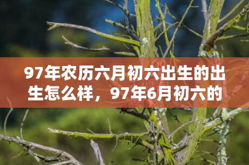 97年农历六月初六出生的出生怎么样，97年6月初六的牛是什么命