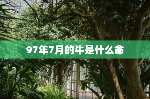 97年7月的牛是什么命